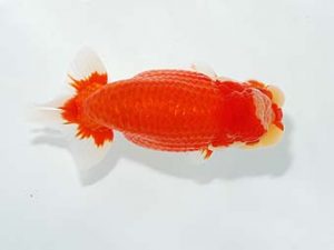 山梨錦城会　西大関　東山泰之　横浜