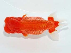 山梨錦城会　立行司　小山徹志　山梨