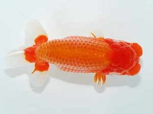 山梨錦城会　取締一　小山徹志　山梨