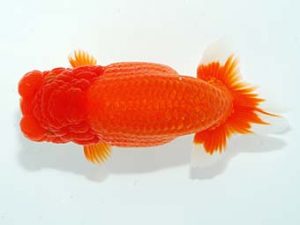 山梨錦城会　取締二　中村周一　長野