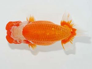 山梨錦城会　東大関　杉浦憲治　飯田