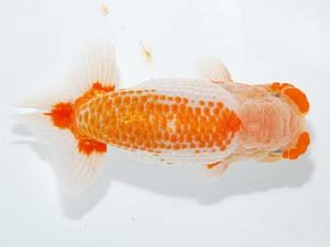 山梨錦城会　西大関　杉浦憲治　飯田