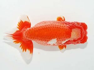 山梨錦城会　取締一　小山徹志　山梨