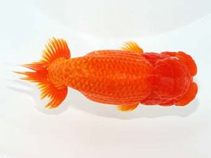 山梨錦城会　取締二　安藤　昭　山梨