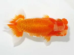 山梨錦城会 勧進元一 平野良則　山梨