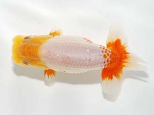 山梨錦城会 勧進元二　御手洗逸夫　三島