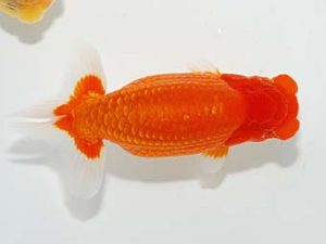 山梨錦城会 行司一　鈴木友来　岐阜