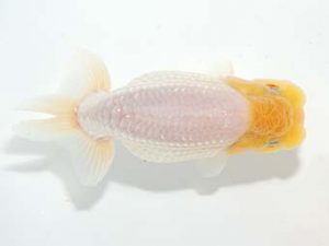 山梨錦城会 行司二　鈴木和也　沼津