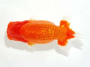 山梨錦城会 脇行司一　浅川武信　甲府