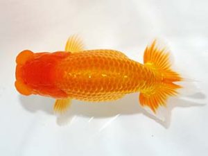 山梨錦城会 脇行司二　志村雄二　甲府