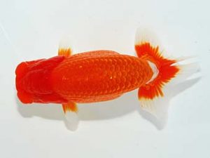 山梨錦城会　西大関　浅川武信　甲府