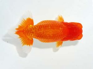 山梨錦城会　立行司　志村雄二　山梨