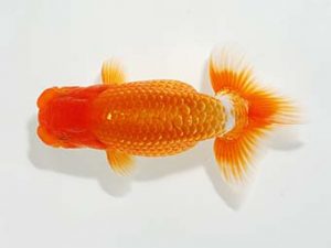 山梨錦城会　取締一　井上貞孝　飯田