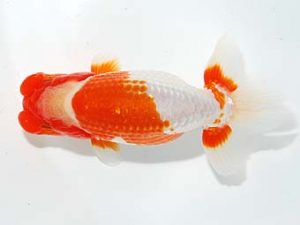 山梨錦城会　取締二　小山徹志　山梨