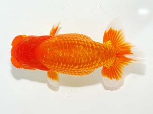 山梨錦城会 東関脇　志村雄二　甲府