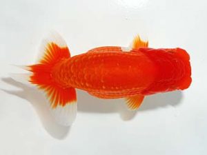 山梨錦城会 西関脇　浅川武信　甲府