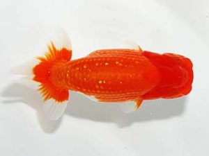 山梨錦城会 東小結　浅川武信　甲府