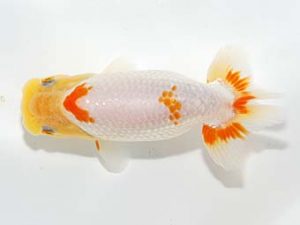 山梨錦城会 西小結　平野良則　山梨