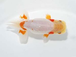 山梨錦城会 勧進元二　杉浦憲治　飯田