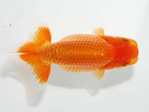 山梨錦城会 行司一　山崎晴彦　長野