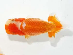 山梨錦城会 行司二　中根利夫　長野