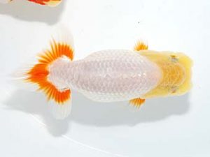 山梨錦城会 脇行司一　富岳雄一　新潟