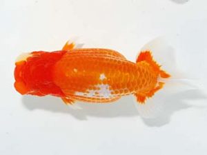 山梨錦城会 脇行司二　鈴木友来　岐阜