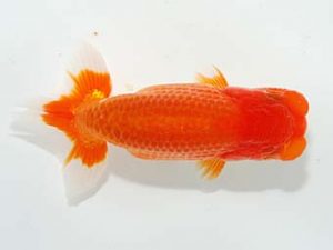 山梨錦城会　取締一　小山徹志　山梨