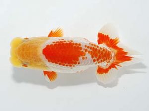 山梨錦城会 西関脇　小山徹志　山梨