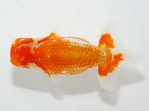 山梨錦城会 東小結　齋藤宏典　静岡