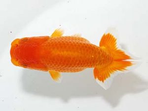 山梨錦城会 西小結　武田広幾　長野