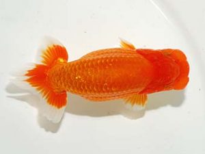 横浜観魚会　東大関　瀬野正樹