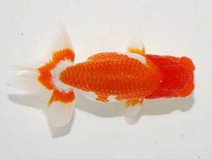横浜観魚会 勧進元一 佐藤徳正