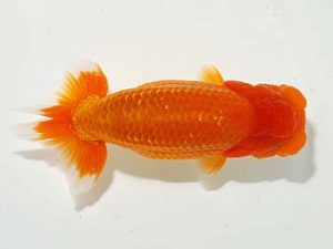 横浜観魚会 勧進元二　影山　繁