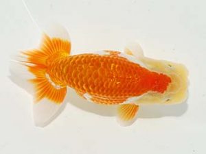 横浜観魚会 行司二　丸山克昌