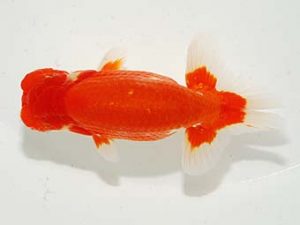 横浜観魚会 行司三　平田哲也