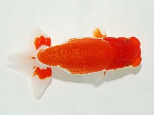 横浜観魚会 脇行司一　竹内誠司