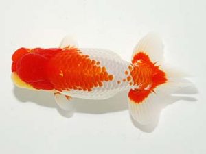 横浜観魚会　西大関　竹内誠司