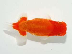 横浜観魚会　立行司　齋藤宏典