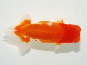 横浜観魚会　取締一　鈴木克己