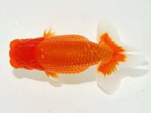 横浜観魚会　取締二　鈴木和也