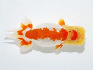 横浜観魚会 東関脇　加藤貞信
