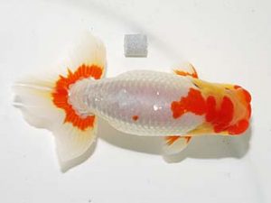 横浜観魚会 西関脇　安藤　寛