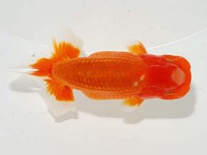 横浜観魚会 東小結　齋藤宏典