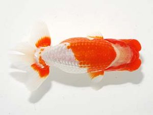 横浜観魚会 西小結　小山徹志