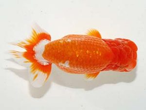 横浜観魚会 勧進元二　廣瀬孝信