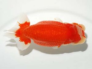 横浜観魚会 行司一　東山泰之