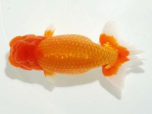 横浜観魚会 行司二　川田正昭