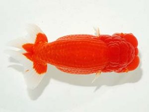 横浜観魚会 行司三　篠　孝利