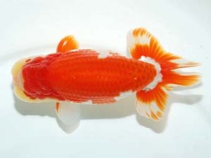 横浜観魚会 脇行司一　松田力三